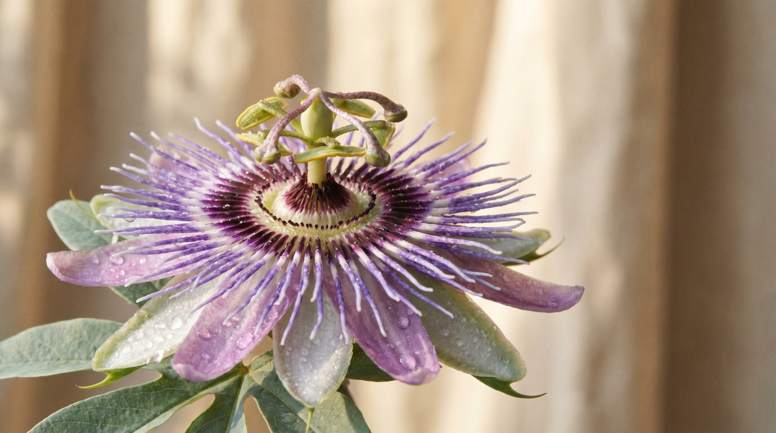 Extreme macro of a fresh passionflower in bloom with dew drops on petals